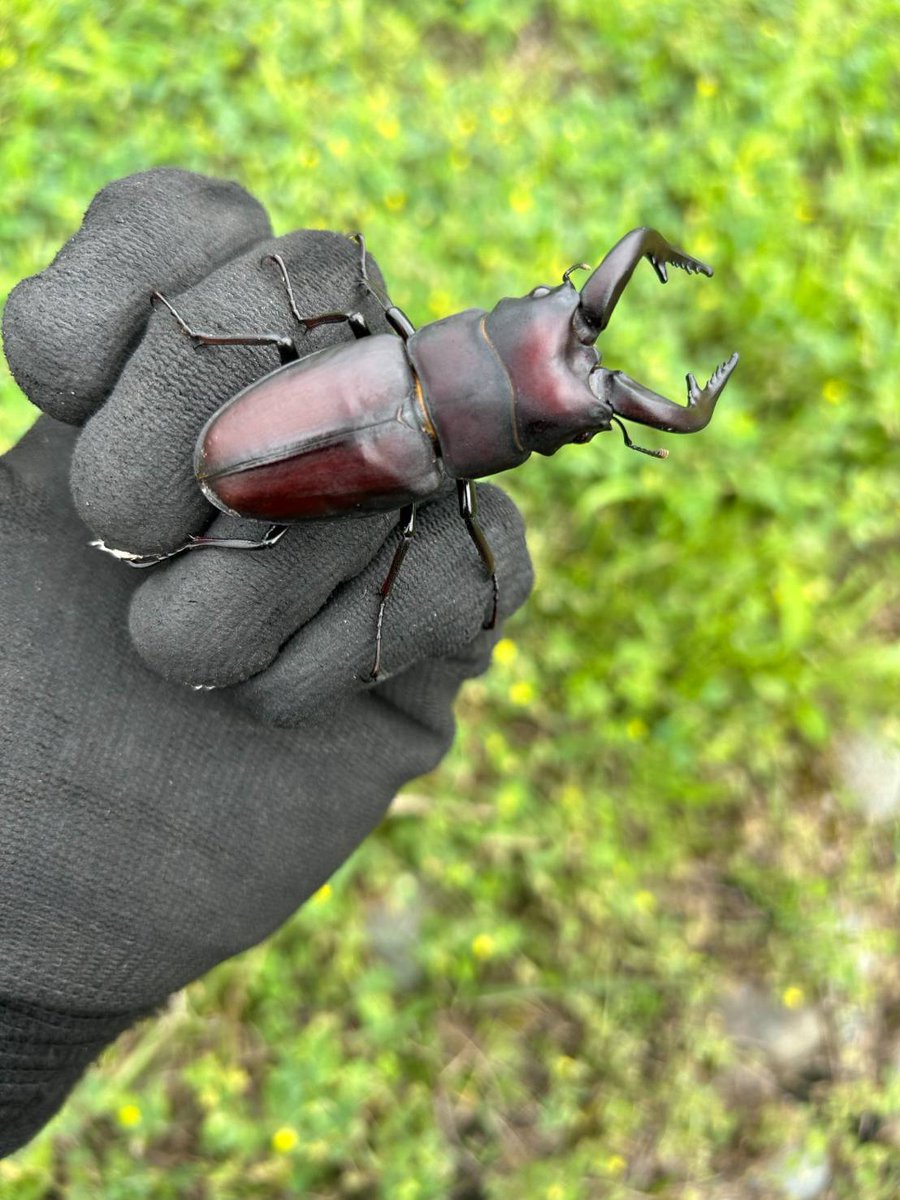 9ばち様⑅/19 Amazon.co.jp: DRAGON HORSE DH S002LG SCP財団シリーズ 機動