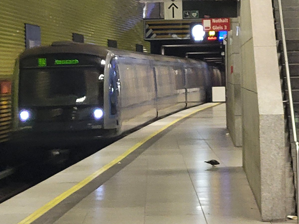 sirjohnfig's tweet image. #birds #piegon #boids #Munich #night