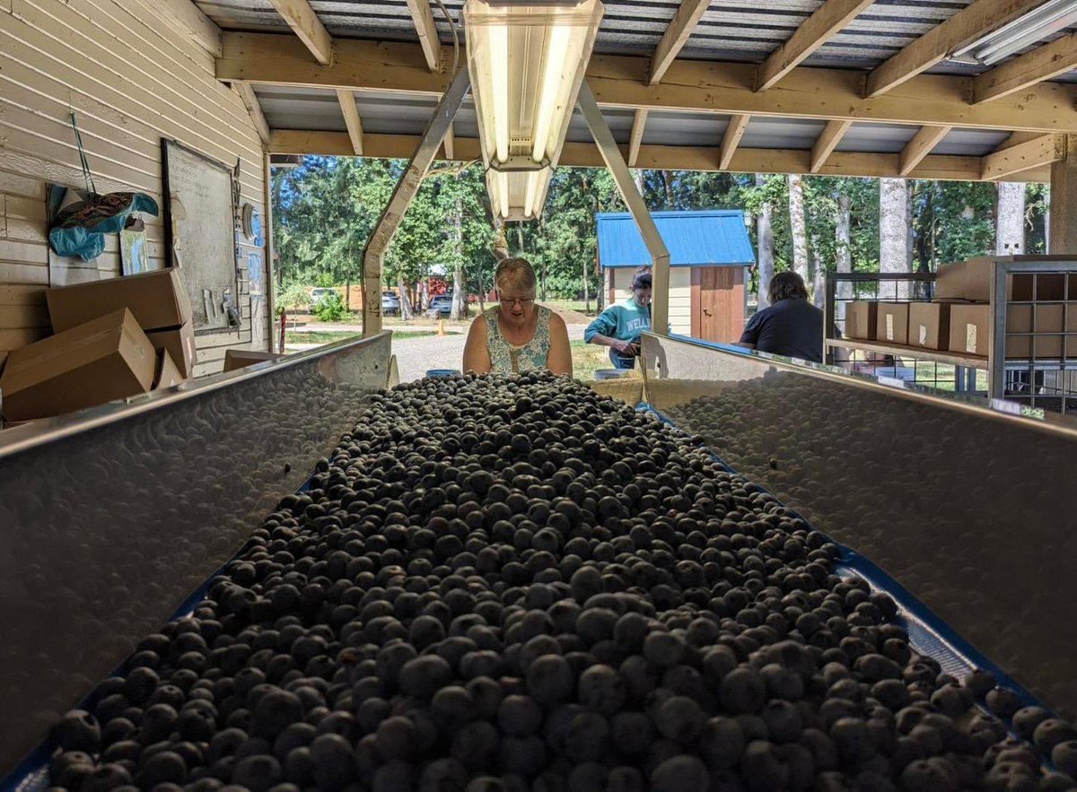 Radke’s is the best! Here is Janet with the blueberry sorter just this week! #uPick #blueberrySeason #Oregon #Farms #wilamette valley