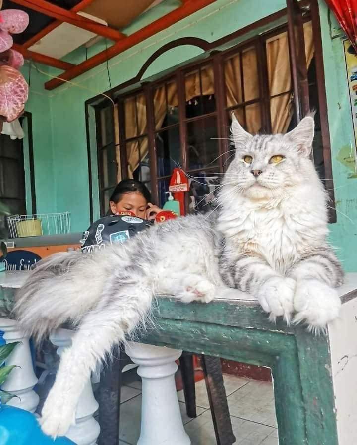 kochengfs's tweet photo. doain ya semoga nanti ada rezeki buat pelihara kcg! singa juga😻  https://t.co/riuZNaJvz8