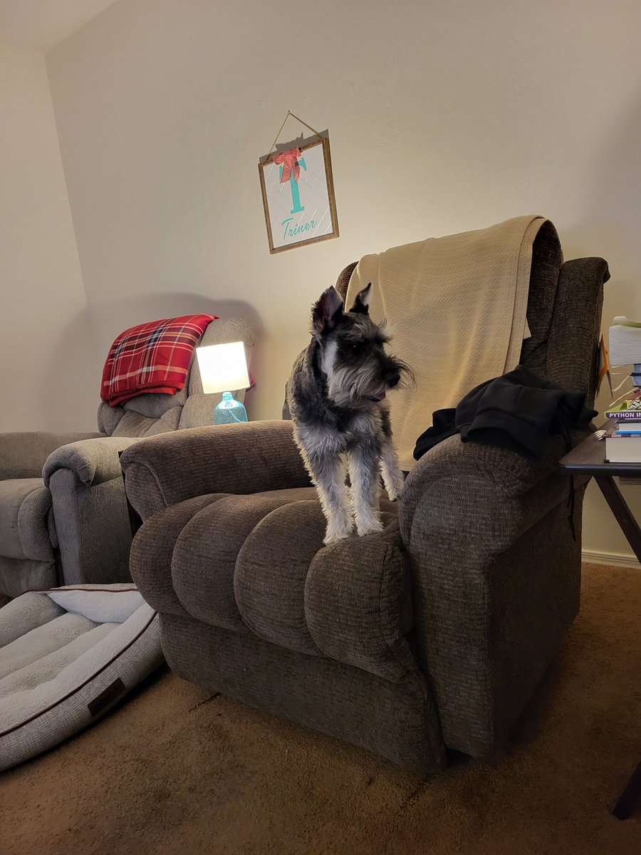 geezerpup's tweet photo. Looking for stuff to steal off of Dad's table #dogsoftwitter #SchnauzerGang #dogswithbeards https://t.co/rw777KNAMu