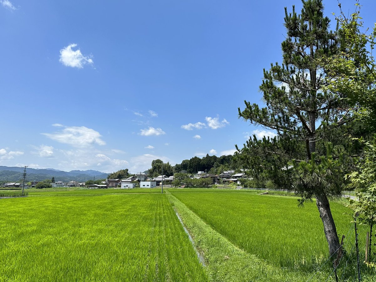 kawataru_j's tweet image. 本格的な夏がやって来た -^-^ *･.° 🌱🌾

#BeHappy #ricefield #ricepaddy #landscape #photography #landscapephotography #nature #naturelover #naturelovers #environment #Japan #田んぼ #田園 #稲作 #梅雨 #熱中症 #水分補給 #pm25 #自然 #環境 #風景 #風景写真 #写真好きな人と繋がりたい