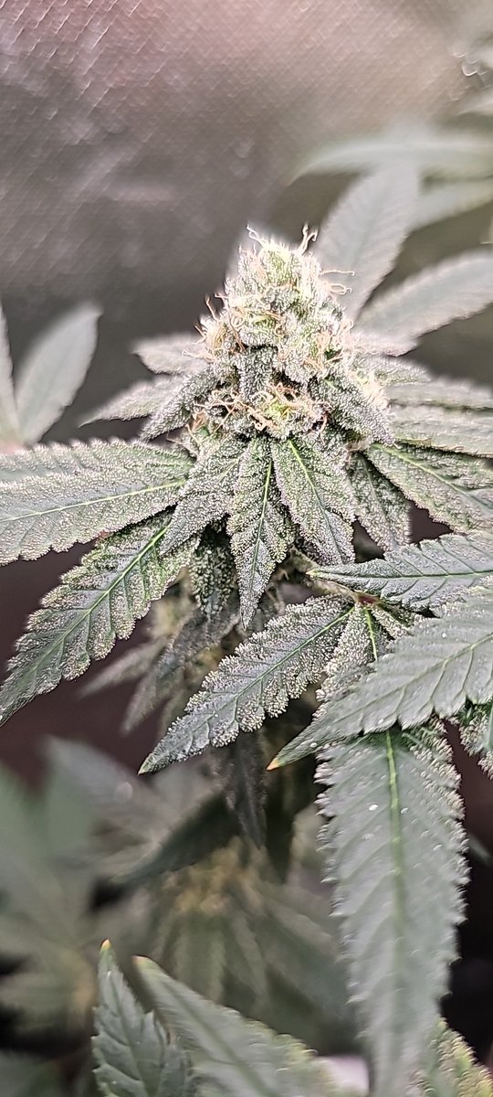 PHXGROWN602's tweet photo. GRAPE GAS REALLY STARTING TO SMELL LIKE GRAPE 🍇⛽️👃#Mmemberville #growyourown #marshydro #CannabisCommunity #advancednutrients #Arizona https://t.co/d5IUQ9iMsR