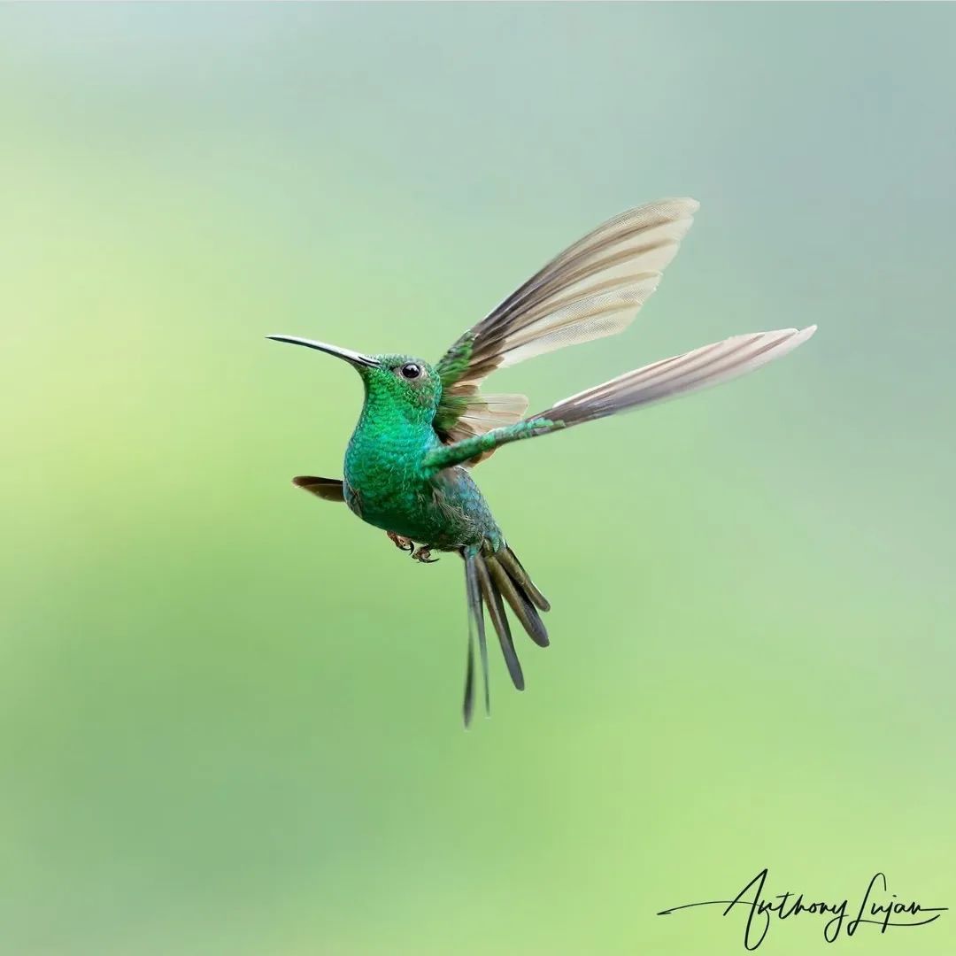 Hummingbird usa lover 🥰🥰