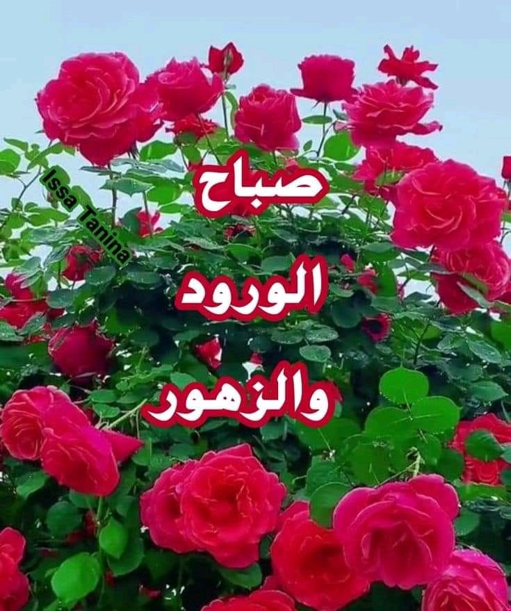 صباح الورد ، 🌷
للذين يتغنىٰ الصبـاح بجمال طلتهم ،
لأولئك الذين ، 🌸🌷
يحملون معهم باقات السعـــــــادة والفرح ،
وَ يوزعونها على قلوب العــابرين ابتسـاماتٍ ، 🌸🌷
صباح السعادة ،
لـِمن يمرون على أسوار القلوب بـِ هدوء وسلام .  🌸
#صباح_الخيرᅠ