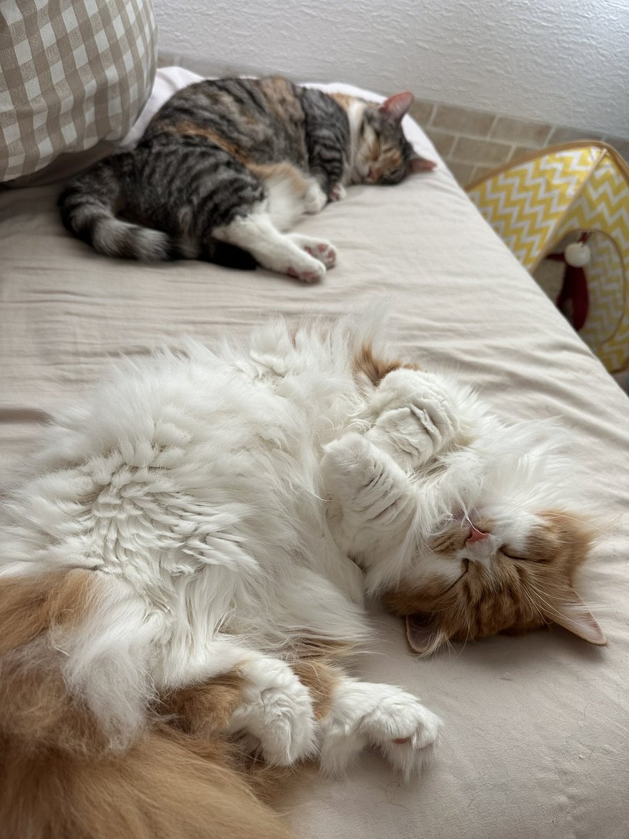 同じポーズで寝てる😆
メープル爆睡