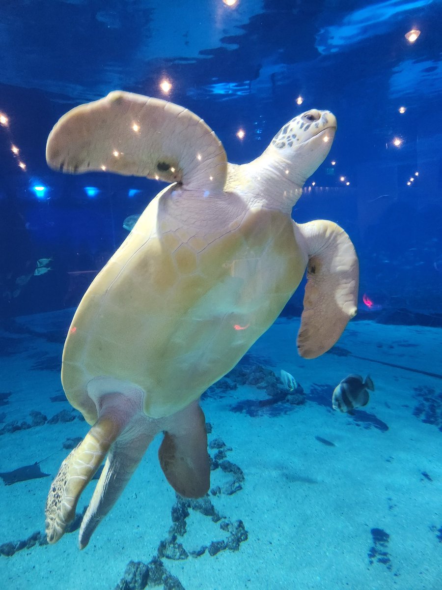 mrsjpgilbert's tweet image. Had a good night at the @GeorgiaAquarium with other school counselors attending the #ASCA2023 conference!