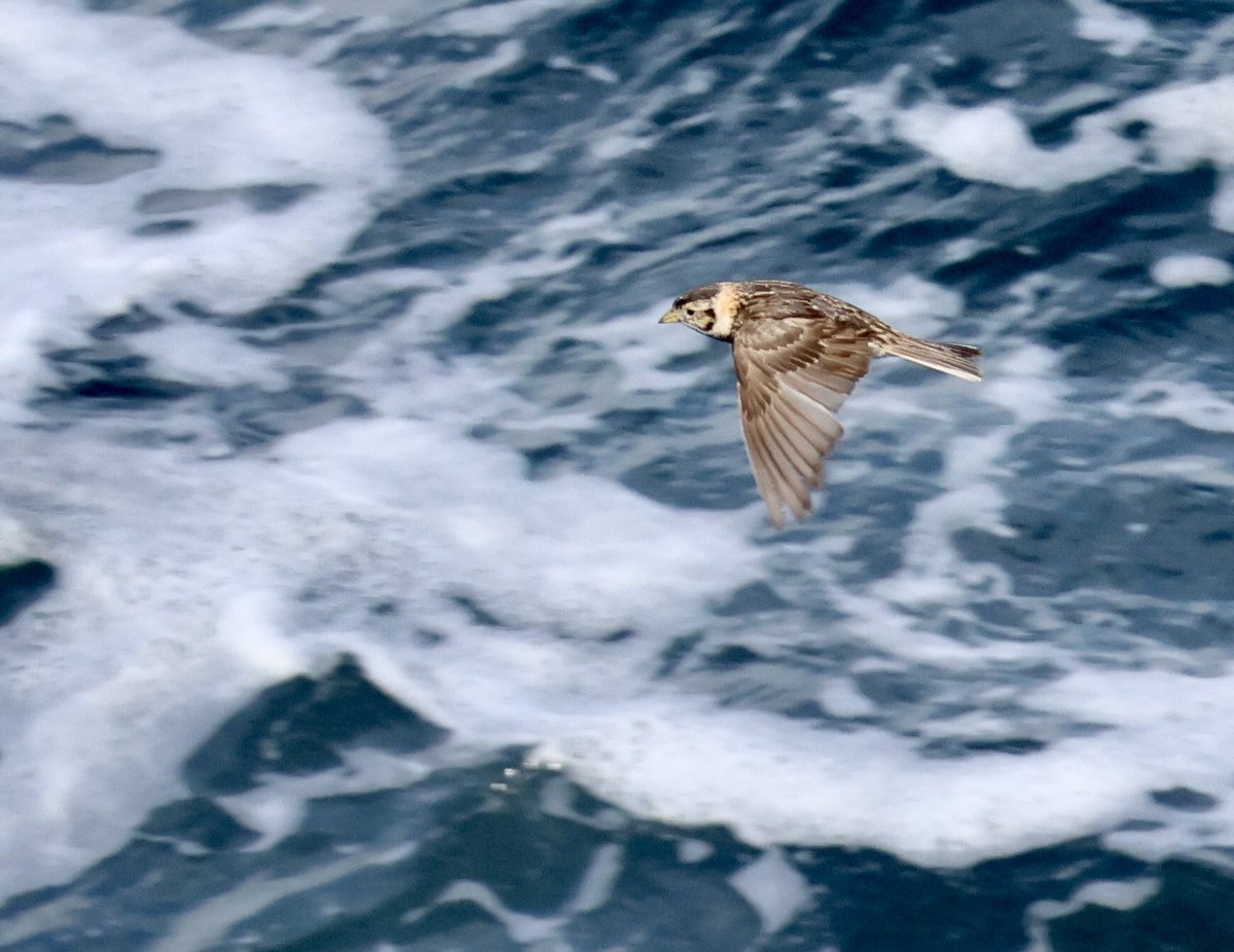 Joe Cockram tweet media