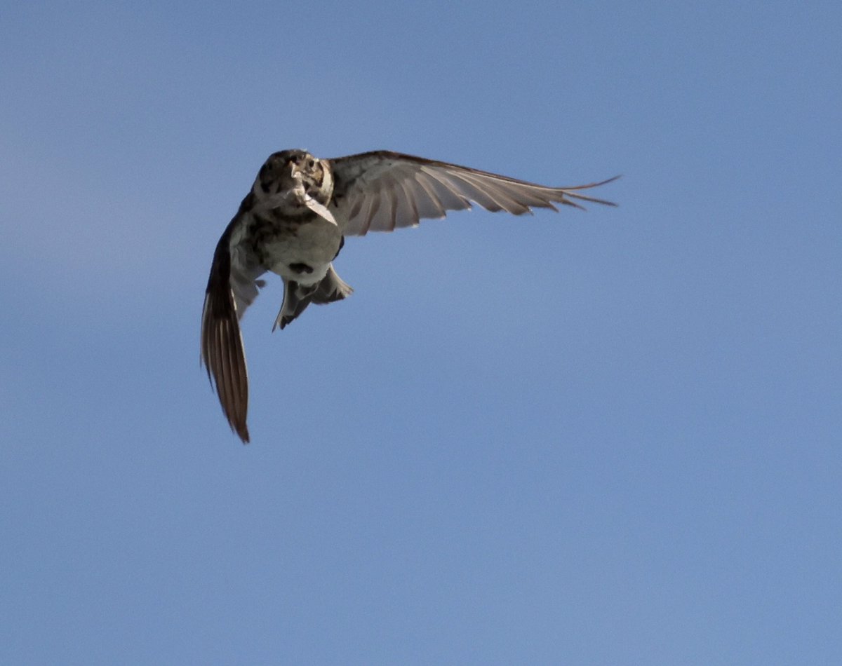 Fascinating bird migration behaviour 50 miles offshore B.C., Canada today, with this Lapland Bunting repeatedly hovering over the ocean, catching a floating insect (I saw downed moths) and coming back to our cruise ship to eat. I wonder how many passerines do similar?