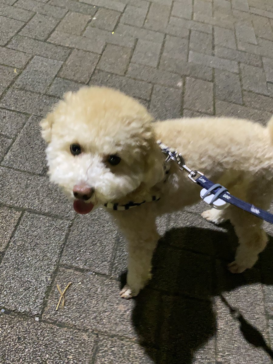 monatanmonatan's tweet photo. おさんぽたのちー！

#トイプードル
#犬 https://t.co/Aujf3Rof3v