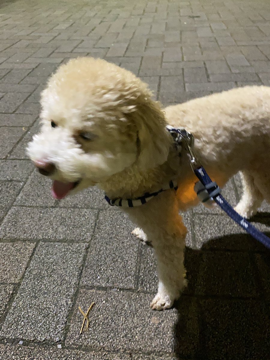 monatanmonatan's tweet photo. おさんぽたのちー！

#トイプードル
#犬 https://t.co/Aujf3Rof3v