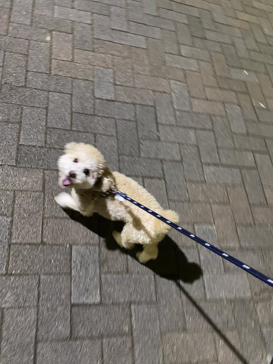 monatanmonatan's tweet photo. おさんぽたのちー！

#トイプードル
#犬 https://t.co/Aujf3Rof3v