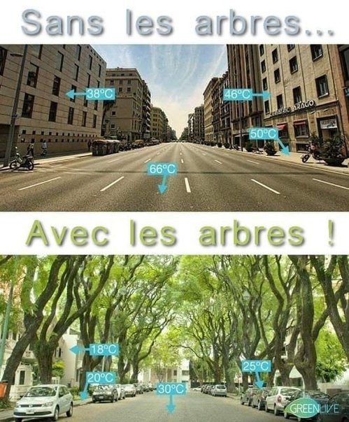 mousquetaire011's tweet photo. Une des causes du réchauffement ? 
La suppression des arbres dans les villes. https://t.co/D2QifnUuIf