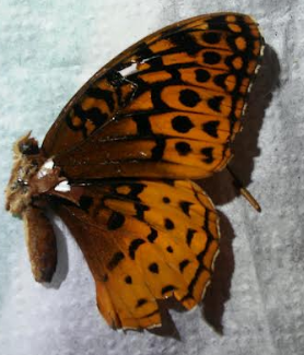 SailorTree's tweet image. 