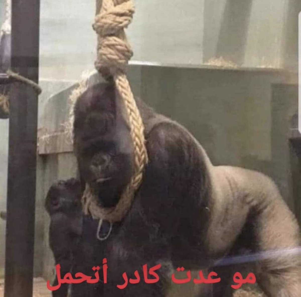 صباح الخير