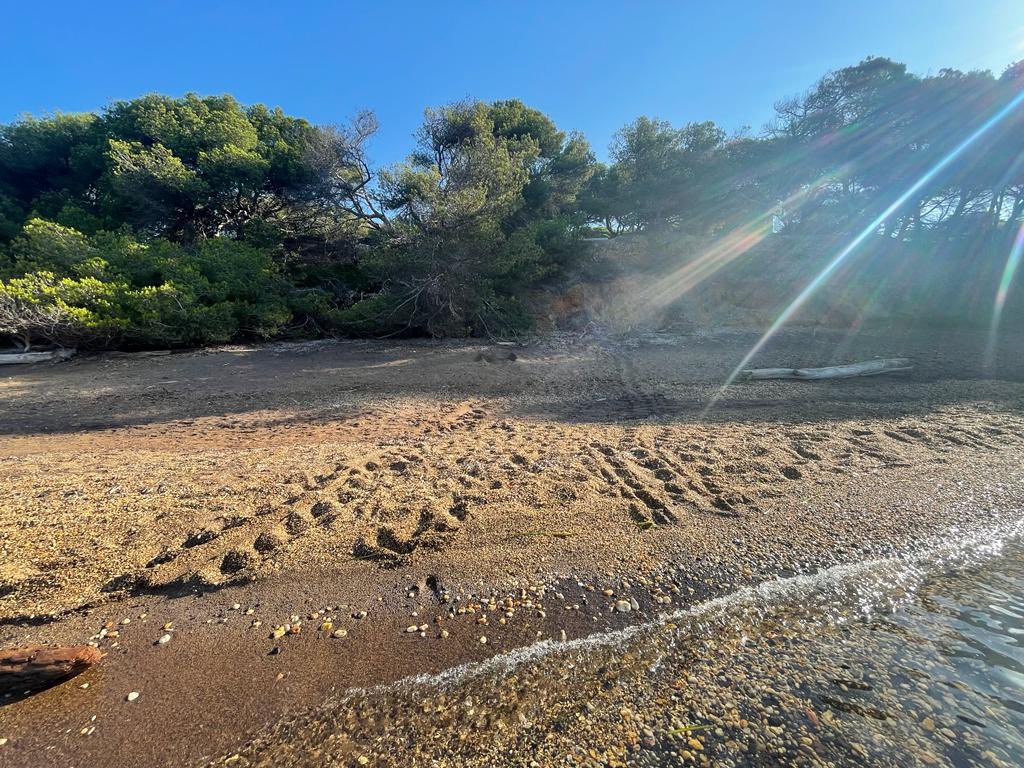 PNPC83's tweet photo. exceptionnel. Une tortue caouanne a pondu hier sur la plage noire de #Porquerolles Un périmètre de securite a été mis en place. https://t.co/aBZGRahdWi
