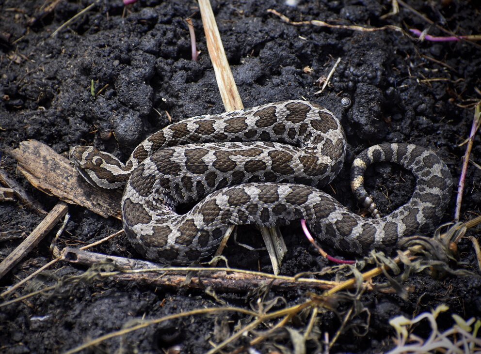 Happy #WorldSnakeDay 2023! @Mini9fingers & I were lucky enough to have seen this eastern massasauga rattlesnakes in the wild (they are listed as an endangered species here in Ohio). #SerpentsOfTheRainbow ❤️🐍❤️