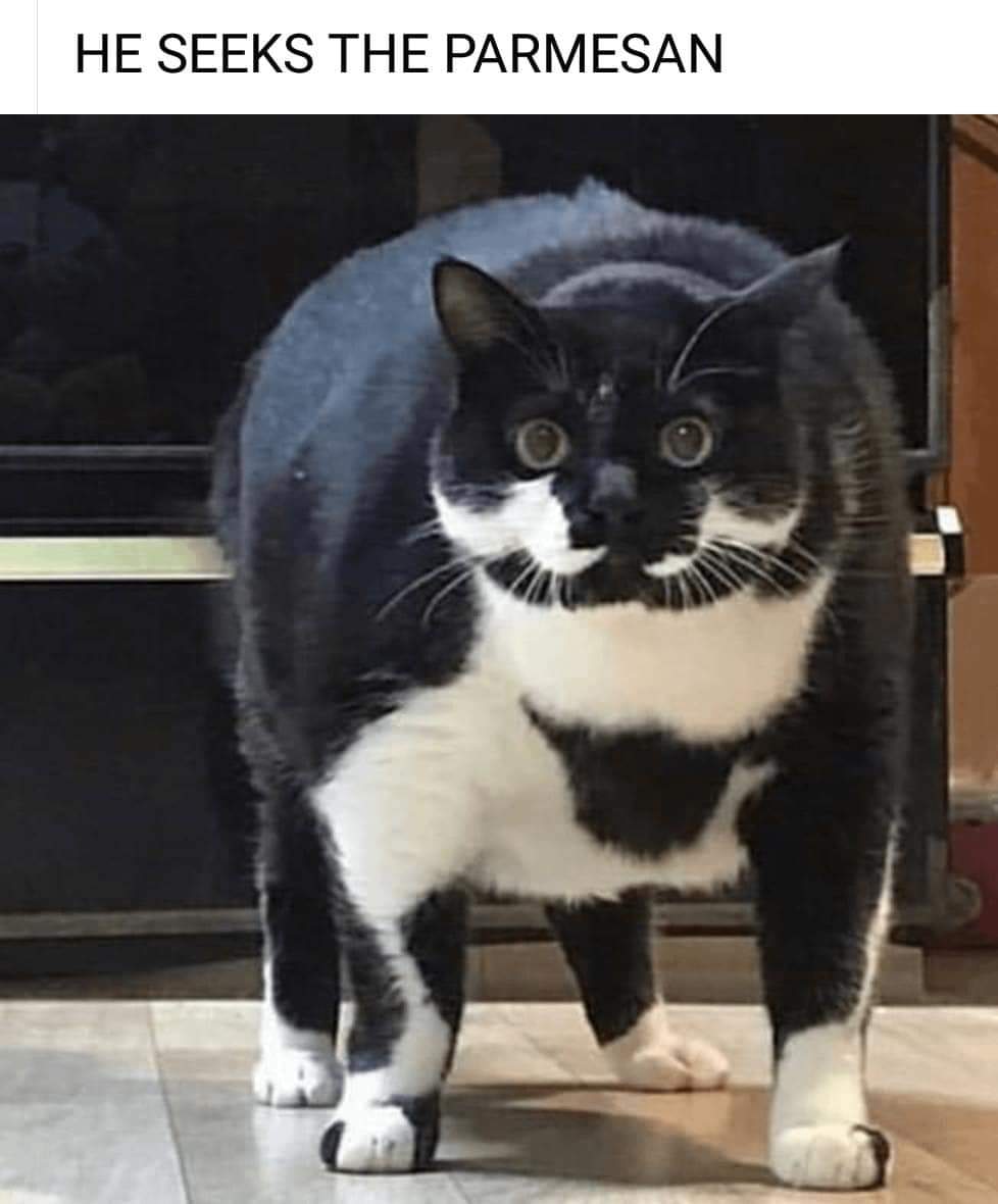 cats who share one braincell (@catbraincell) on Twitter photo 