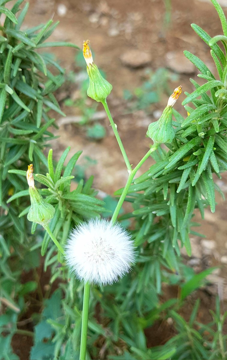 PattraMarya's tweet photo. Happy Sunday 🤩
Let your dreams fly with
Dandelion
#photonft #nftseconds #NFTs #nft #objkt #morning #photography #photo #mobile_graphy https://t.co/d0ZRNDj0tx