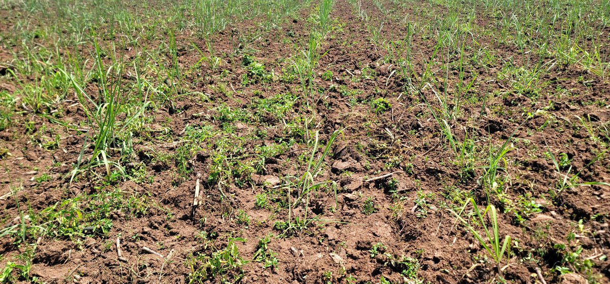 ERECWeedScience's tweet photo. Hand weeding sugarcane https://t.co/LHxQy6P8CD