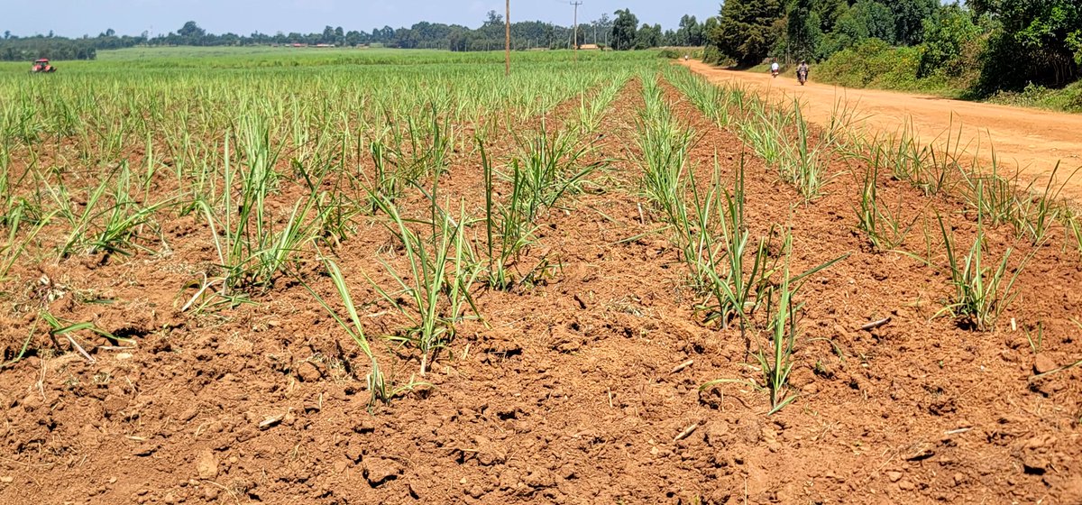 ERECWeedScience's tweet photo. Nzoia Sugar 🇰🇪  Agronomy and Extension group https://t.co/pUwK7LAOrU
