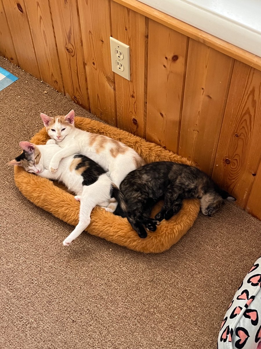SandyJe55067147's tweet photo. @TheRealThelmaJ1 3 of the 10 foster kittens https://t.co/76Dta5Pi2q
