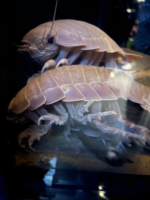 ダイオウグソクムシ