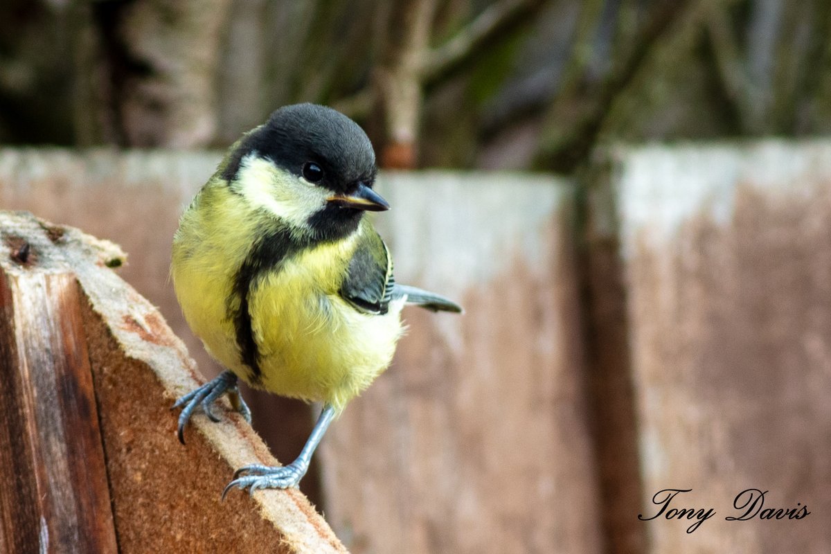 TonyDavis1956's tweet photo. Great tit #TwitterNatureCommunity #birdphotography #birdwatching #BirdTwitter #twitterbirds #BirdsofTwitter #BirdsSeenIn2023 #birds #birding  #wildlifephotography #NaturePhotography #Canon #eos5Ds @Natures_Voice https://t.co/KKVqQEQYVS
