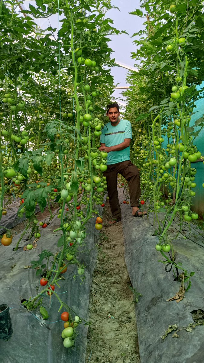 RisingKashmir's tweet photo. #Tomato produce fetches double #returns for #Bugam #farmers
Reports @SyedaRafiyah
@AgricultureKmr @JkAgriculture
@DC_Budgam @diprjk @OfficeOfLGJandK @dicbudgam
https://t.co/x9gghniti1 https://t.co/iK4ZvGeQ3p