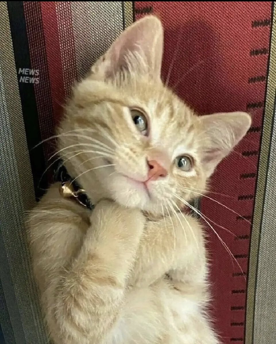 adamie (อดัมมี่) (@adamiee) on Twitter photo 