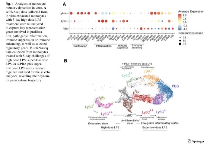 li_liwu's tweet image. Bifurcation of monocyte memory into either low-grade inflammatory or exhausted states, dependent upon the strength of prolonged signals rdcu.be/dgWJQ