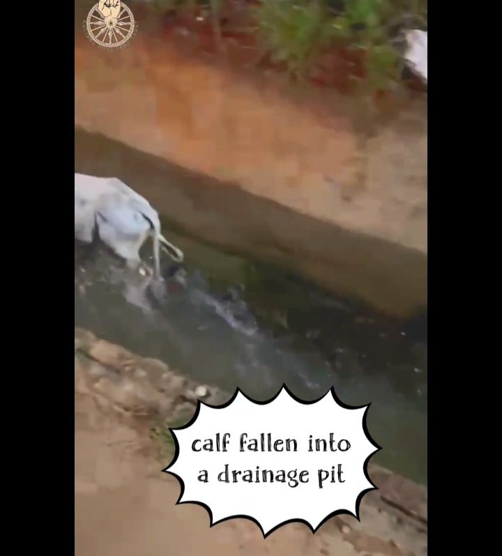 KalingaYuva's tweet photo. Kalinga yuva senq is proud to announce that we have successfully rescued a calf from a drainage. We are really proud of our team and work. We hope our team works this hard always to rescue animals. 
#saveanimals @achyuta_samanta https://t.co/6oXqlucVv0