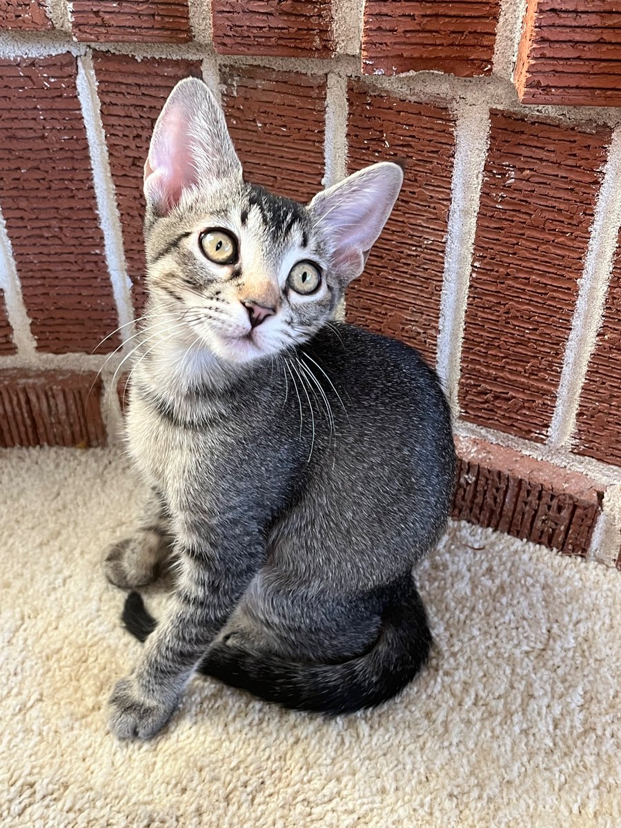 SandyJe55067147's tweet photo. @TheRealThelmaJ1 Abby one of our foster kittens https://t.co/JLx1X89JLl