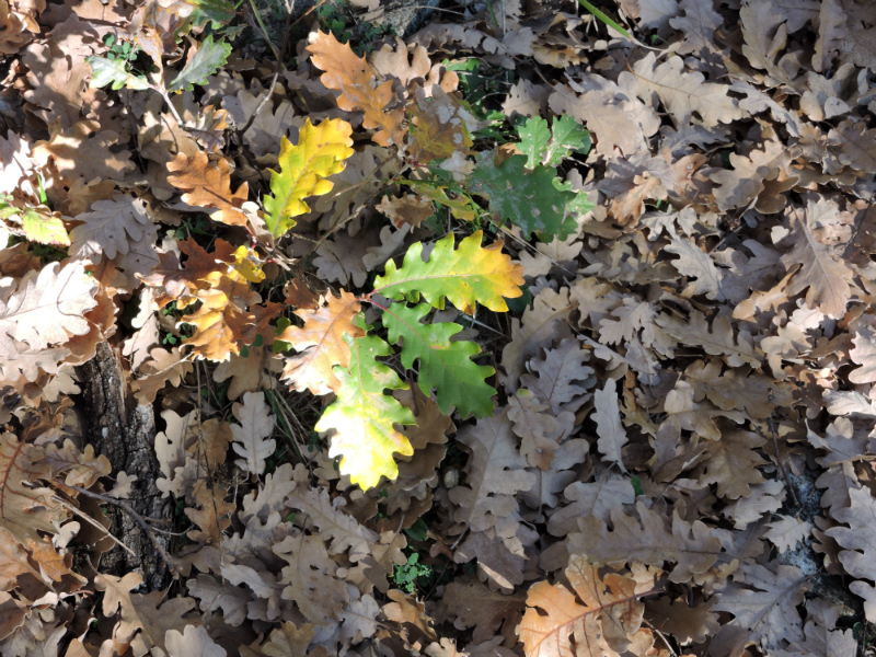 Daily Wisdom - mailchi.mp/wccm/ywfciz5o8…