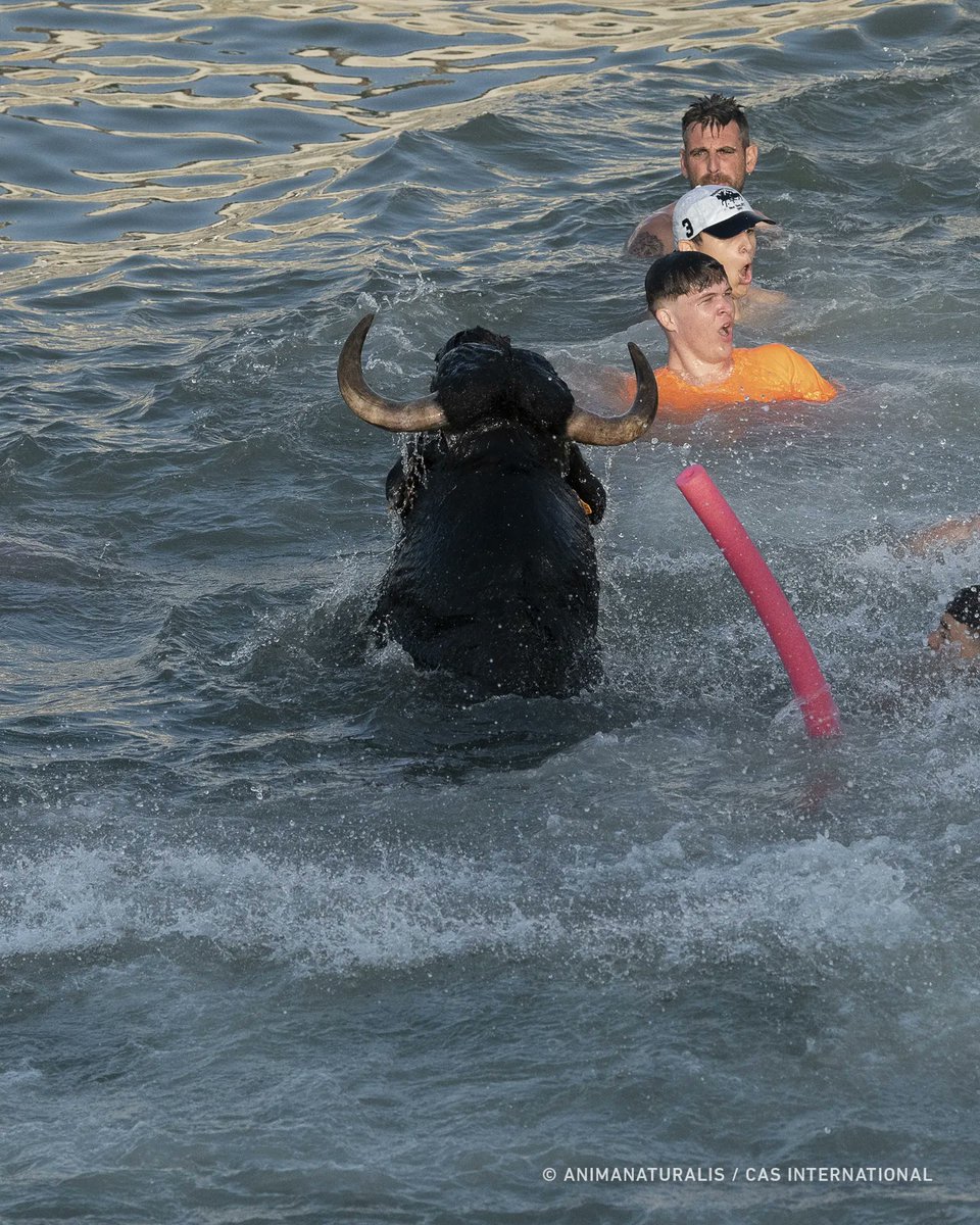 AnimaNaturalis's tweet photo. 🔴 Hoy terminan las fiestas en Dénia tras una semana hostigando a más de 100 toros y vacas, y cobrándose la vida de un toro, que murió ahogado al caer al mar. 

❗ Exigimos al @ayto_denia que ponga fin a este espectáculo macabro.

📸 @AnimaNaturalis | @CAS_Int Dénia julio 2023 https://t.co/V3nmWOHosG