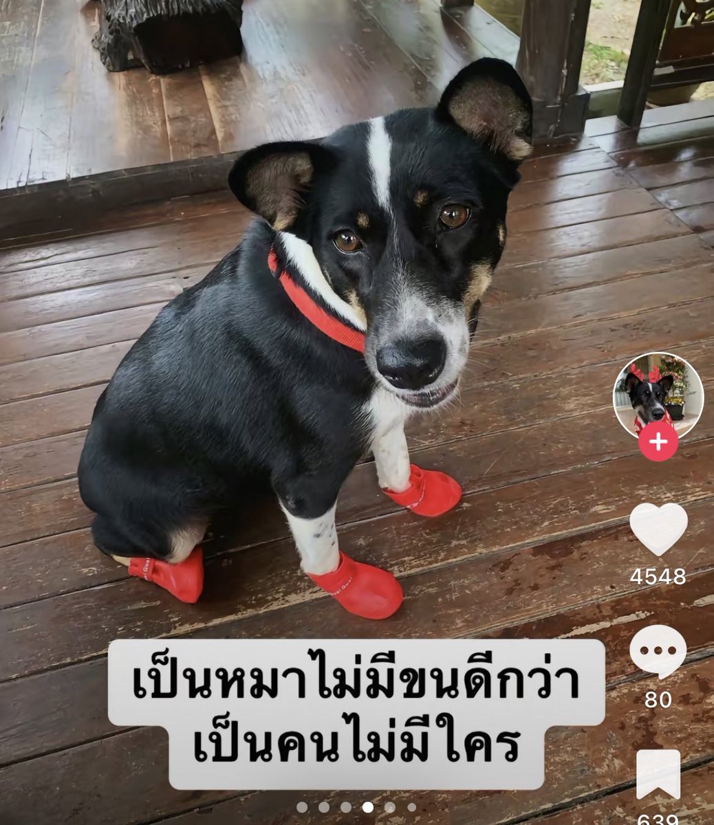 หมาดำตัวนี้ยังหวังดีกับเธอเสมอ tweet media