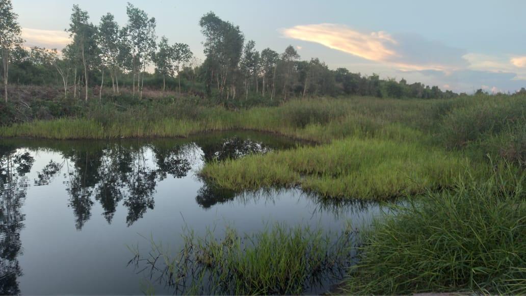borneocarbon tweet picture