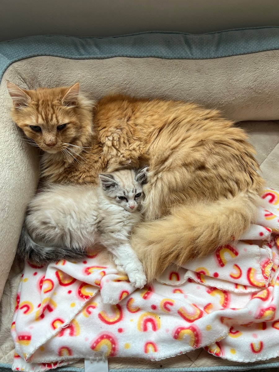 New_Jack_Kitty's tweet photo. @TheRealThelmaJ1 Fur baby, Jack &amp; foster friend, Franklin https://t.co/jRQ74oexd9