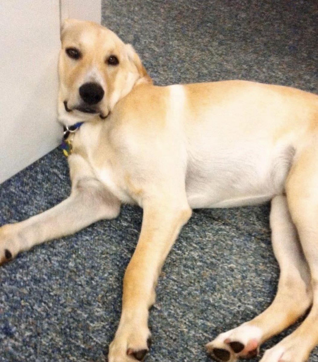 SawyerInsurance's tweet photo. I called my agent. He came
out and said it’s below my deductible and I was lucky it didn’t damage the structure. Lucky me. 
#juniortheinsurancedog https://t.co/vAN7qScdrG