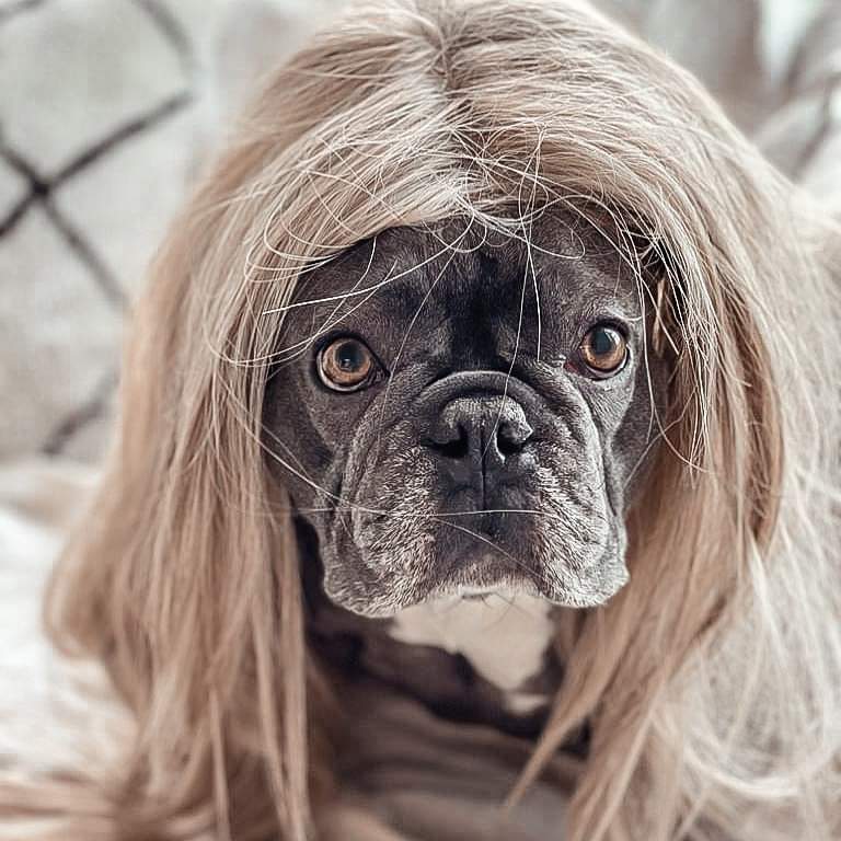 french bulldog lovers (@frenchbulldog57) on Twitter photo 