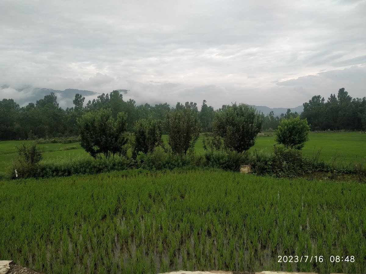 S_IqbalKhan's tweet image. #PaddyFields #CloudySky