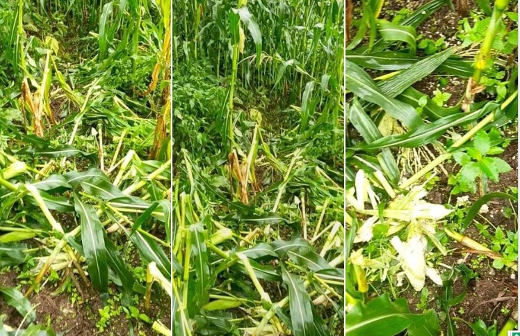 बाँदरको समस्या हल गर्ने अनुसन्धान तथा नबप्रबर्तनको लागि प्रति गाउँपालिका ५० हजार उठाउने साहस गर्नु होस् - बाँदरले दुख दियो भनेर रोई कराई गरेर मात्र पुग्दैन। यो गम्भीर र जटिल समस्या हो । फोटो श्रोत - Laxmi Bogati Kunwar

हुन त राष्ट्रिय आविष्कार केन्द्रले पहिले देखि नै बाँदर