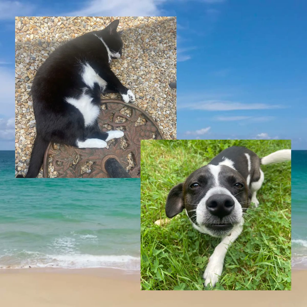 ST37 Sport et Technologie tweet media