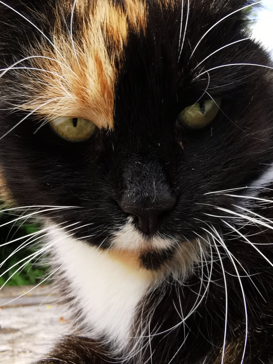 TheTribeOfMa (@tribeofma) on Twitter photo Good Morning from Miss Shaggy <a href="/aelmer/">Axel Elmer, iBC</a> <a href="/anitamariaAn/">Anitamaría</a> <a href="/FrauJemineh/">Frau Jemineh!</a> <a href="/Tiffany4ever/">Mariel</a> @sanddorndiva <a href="/CatVetPurr/">Donna Manley DVM</a> <a href="/birgitlissowsky/">Birgit Lissowsky</a> <a href="/Katzenportal/">Brigitte M. 😎</a> @redphooka @bluenovember3 🐾 🤞 🌄 ☕ 🍗🍗🍗😽 Good Morning from Miss Shaggy <a href="/aelmer/">Axel Elmer, iBC</a> <a href="/anitamariaAn/">Anitamaría</a> <a href="/FrauJemineh/">Frau Jemineh!</a> <a href="/Tiffany4ever/">Mariel</a> @sanddorndiva <a href="/CatVetPurr/">Donna Manley DVM</a> <a href="/birgitlissowsky/">Birgit Lissowsky</a> <a href="/Katzenportal/">Brigitte M. 😎</a> @redphooka @bluenovember3 🐾 🤞 🌄 ☕ 🍗🍗🍗😽