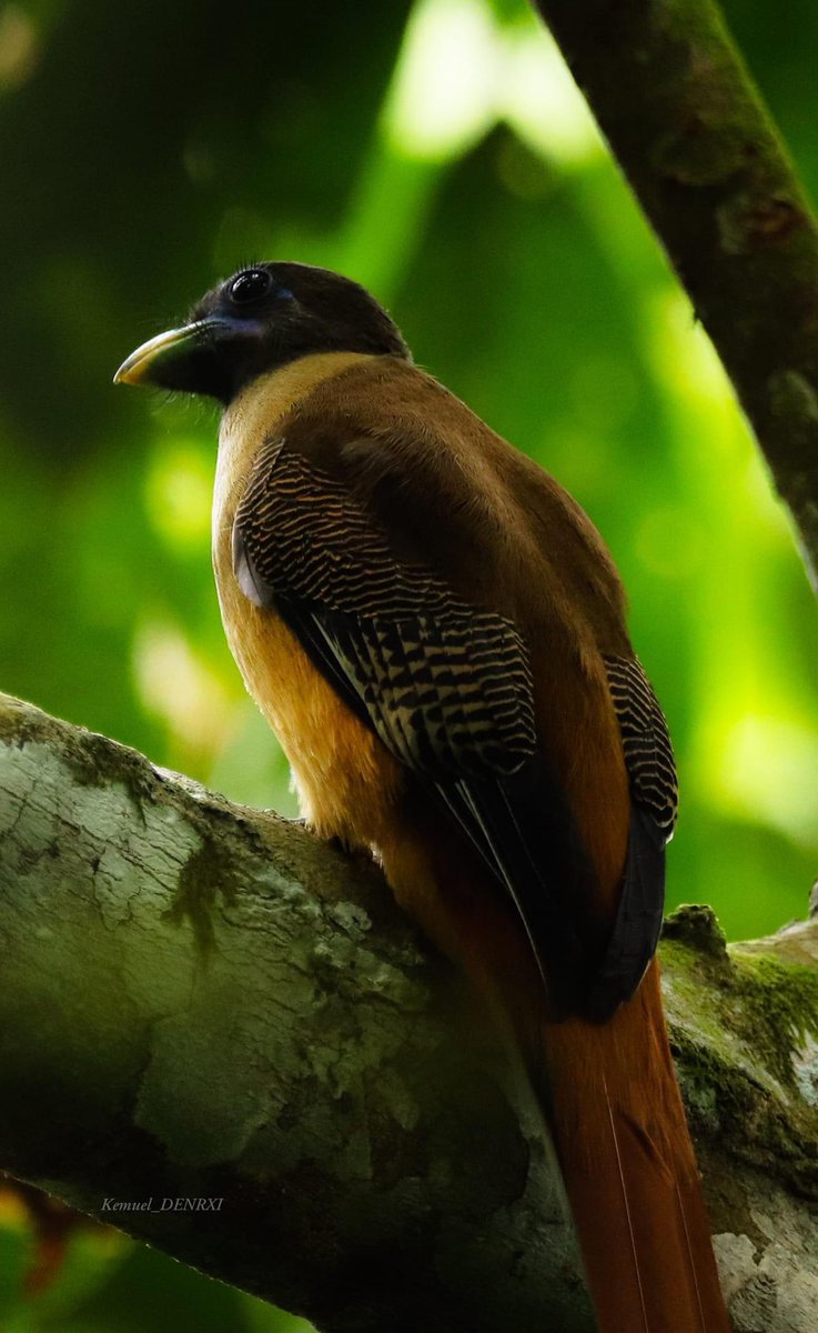 LOOK: A famous bird from the Philippine myth Ibong Adarna was spotted not in the Kingdom of Berbania, but in the tropical forest of Mount Apo, the Department of Environment and Natural Resources in Davao region said on Friday. | via <a href="/HernelTocmo/">Hernel Tocmo</a>

📸 Kemuel Libre, DENR-PAMBCS XI