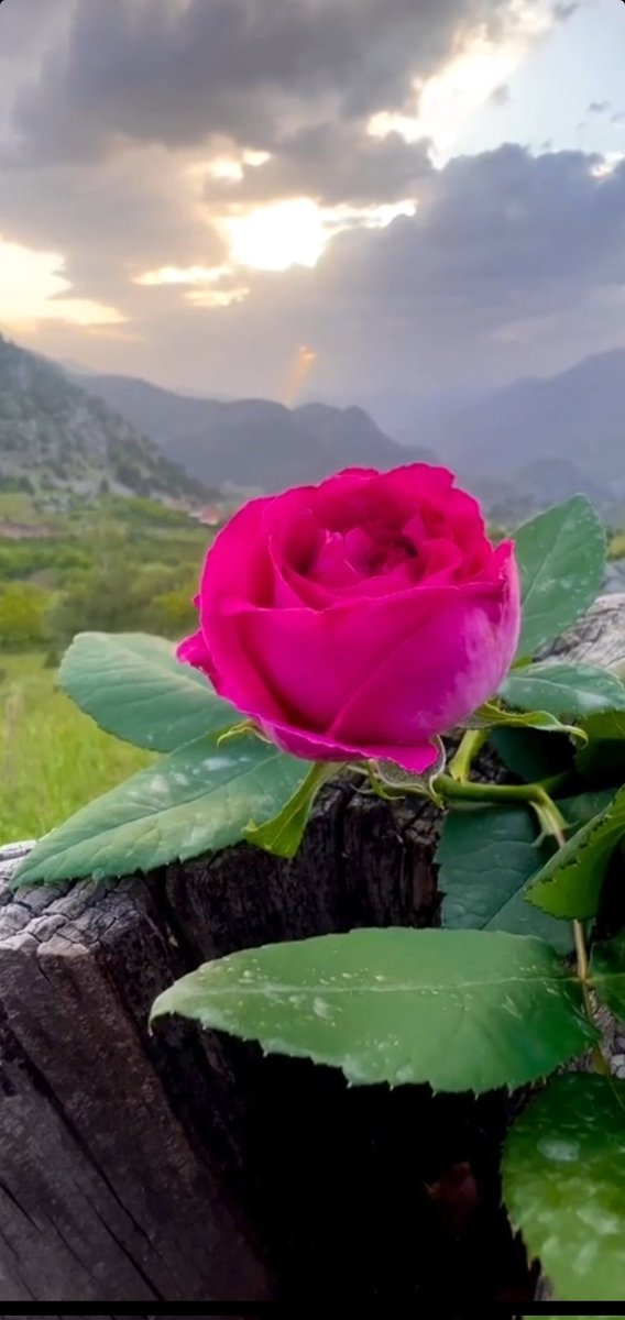 سلطان💛💙 tweet media