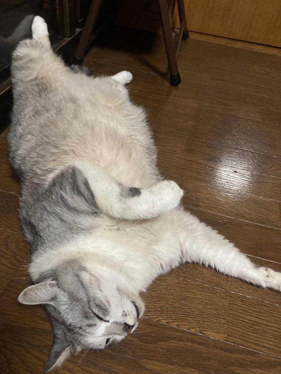 Fm8Mq's tweet photo. 僕　小太郎😸

クーラー嫌い猫🐱

返上しますにゃ🥵

もうダメ〰️🥵🙀 https://t.co/NlwWtduajS