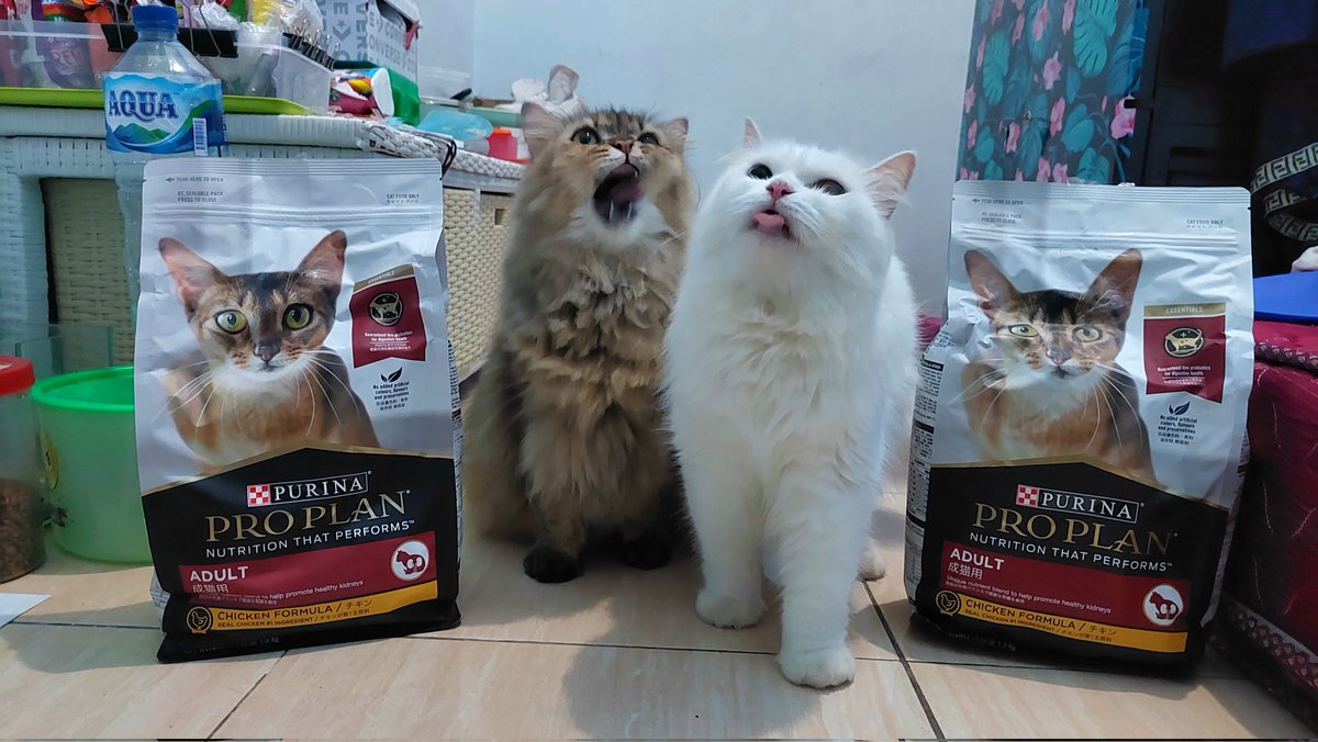⚠️⚠️ BUAT KALIAN SEMUA CAT LOVER, AKU MAU NGASIH TAU KALO DI TOKO OREN ADA YG NGEJUAL DRYFOOD FRESHPACK PALSU/OPLOSAN!! 
- A THREAD -
