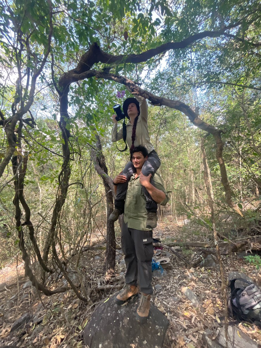 The #boulderfieldbioblitz was built on teamwork 💪

This lovely Cooktown Orchid (Dendrobium bigibbum) was found flowering in the complex vine thicket between two boulderfields.