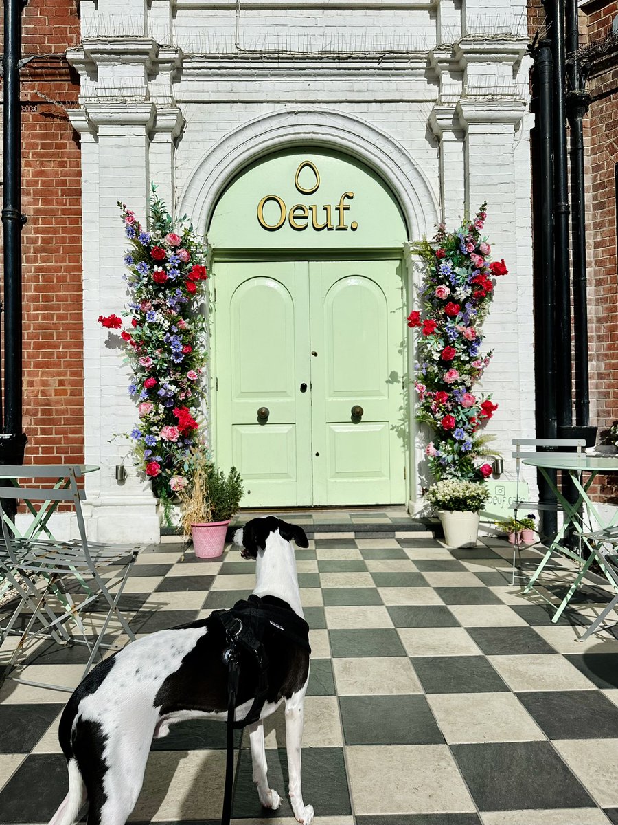 maebenot's tweet photo. Yummy brunch at Oeuf and a stroll round the old neighbourhood ✨

#brunch #hove #hoveactually #whippet #sunday @brightontop20 https://t.co/T5FpAv5hEK